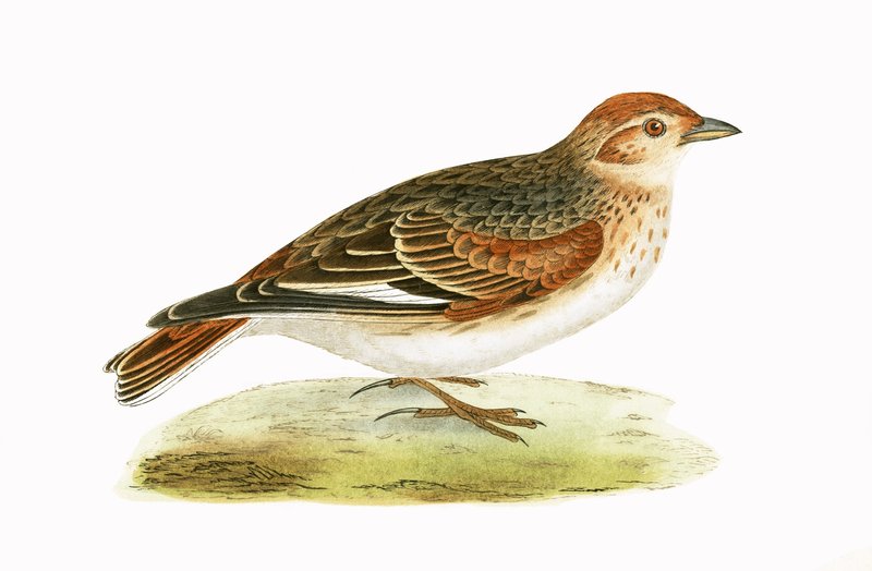 Siberian Lark, illustration från "A History of the Birds of Europe Not Observed in the British Isles" av Charles Robert Bree (1811-86), publicerad 1867 (lito i färg) av English School