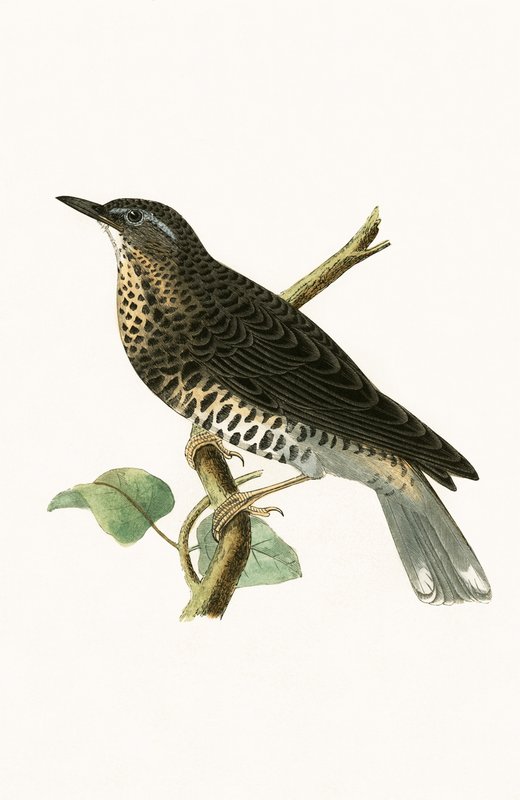 Sibirisk trut, illustration från "A History of the Birds of Europe Not Observed in the British Isles" av Charles Robert Bree (1811-86), publicerad 1867. av English School