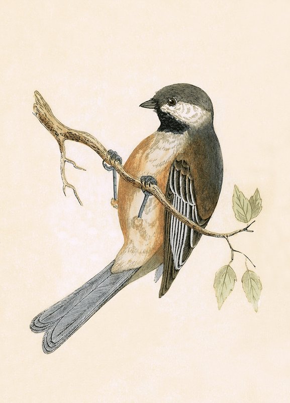 Siberian Tit, illustration från "A History of the Birds of Europe Not Observed in the British Isles" av Charles Robert Bree (1811-86), publicerad 1867 av English School
