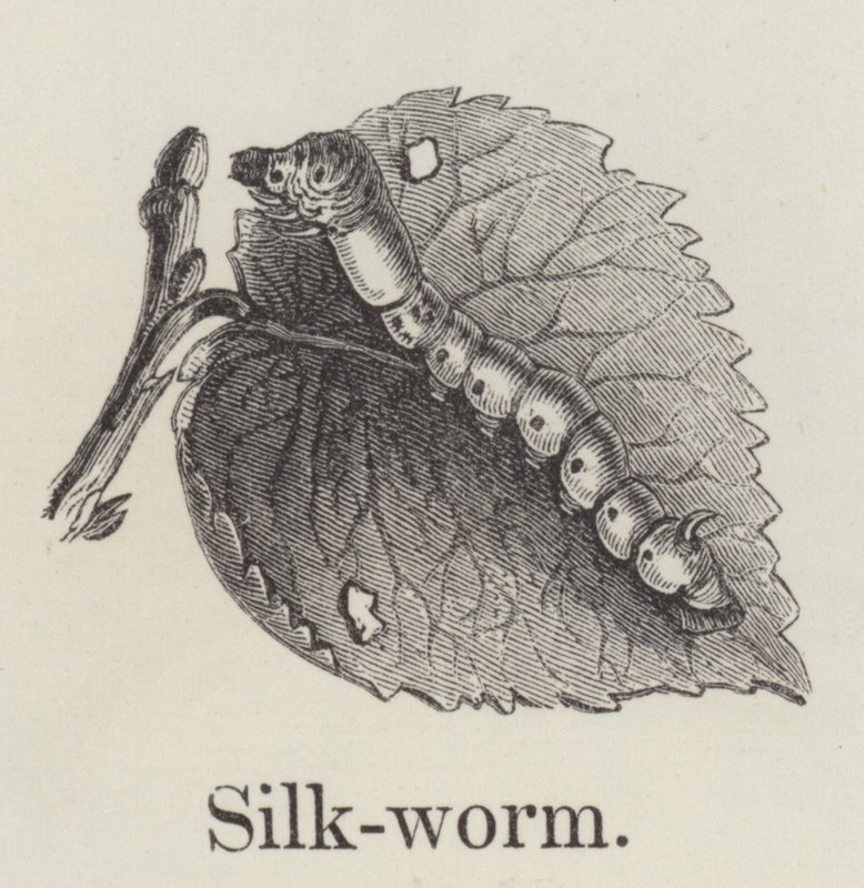 Silkesmask (gravyr) av English School