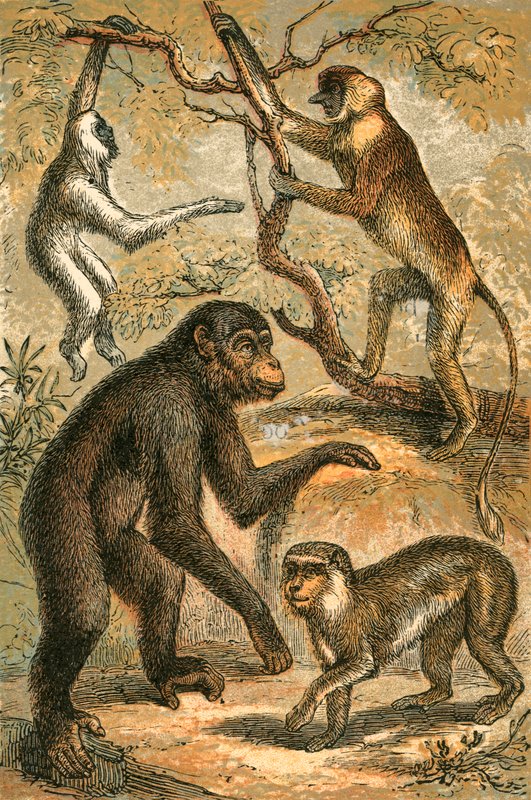 Silverig Gibbon, Snabelapa, Schimpans och Barbaryapa av English School