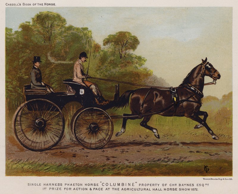 Singelsele Phaeton Horse "Columbine", egendom av Charles Baynes Esq av English School