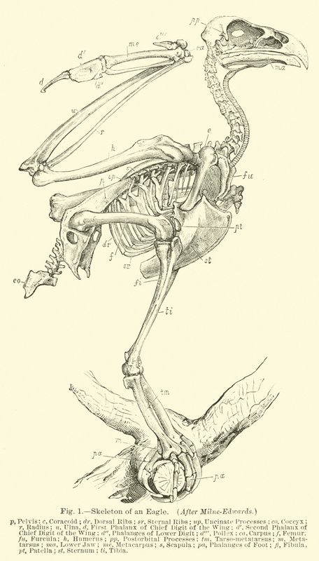 Skeleton of an Eagle, efter Milne-Edwards av English School
