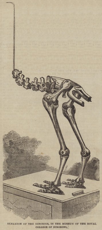 Skelett av Dinornis, i Museum of the Royal College of Surgeons (gravyr) av English School