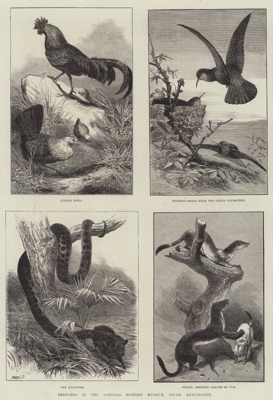Skisser i Natural History Museum, South Kensington (gravyr) av English School