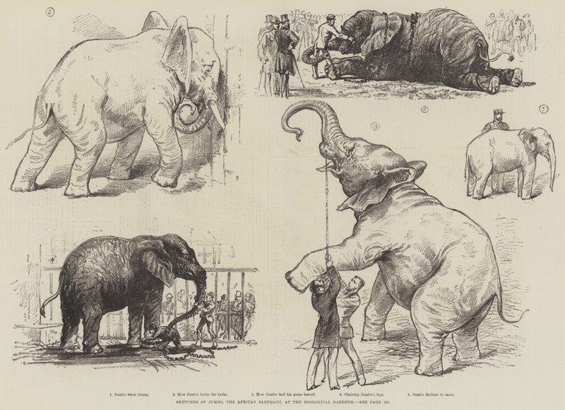 Skisser av Jumbo, den afrikanska elefanten, vid Zoological Gardens (litho) av English School