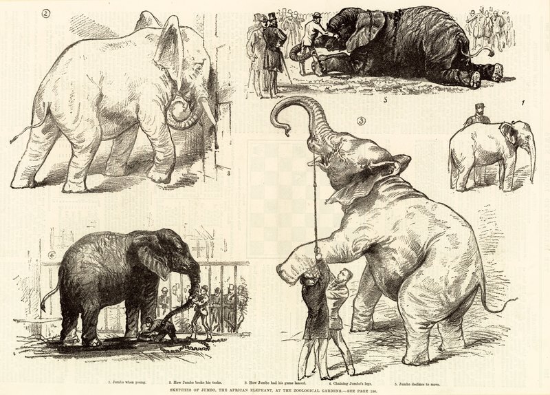 Skisser av Jumbo, den afrikanska elefanten, vid Zoological Gardens av English School