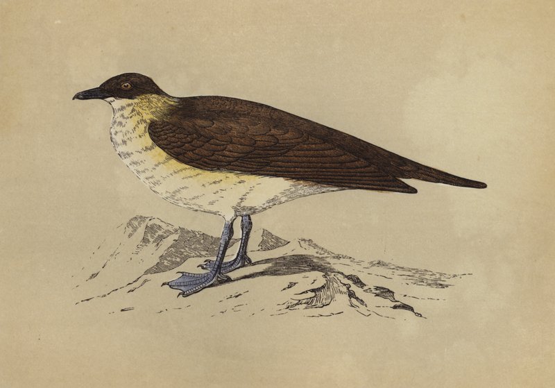 Skua (färglitografi) av English School