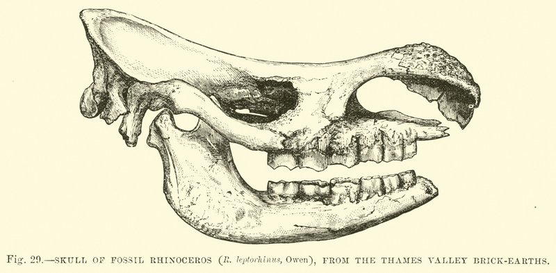 Skull of Fossil Rhinoceros (R leptorhinus, Owen), från Thames Valley Brick-earths av English School