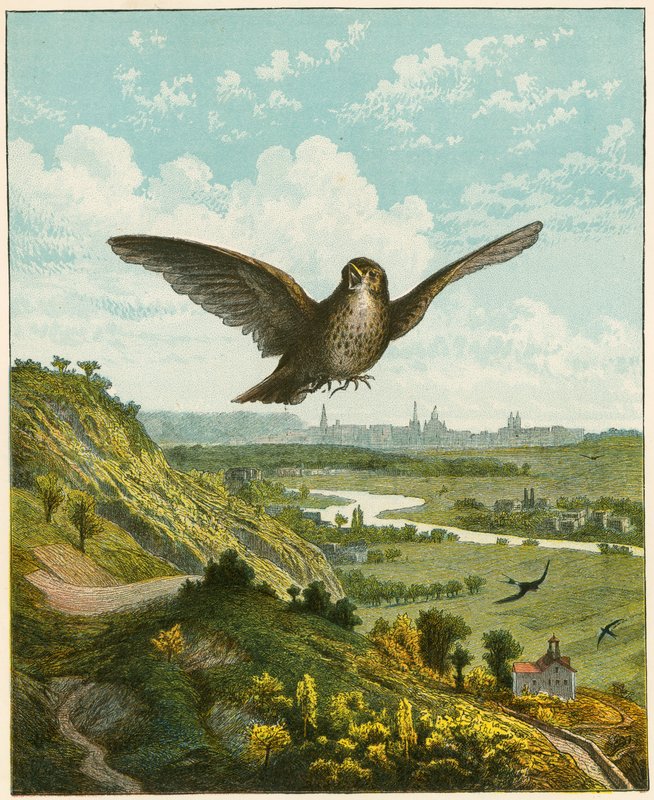 Skylärka av English School