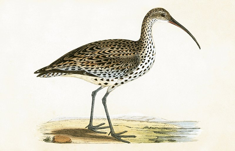 Slender Billed Curlew, kielelezo kutoka 