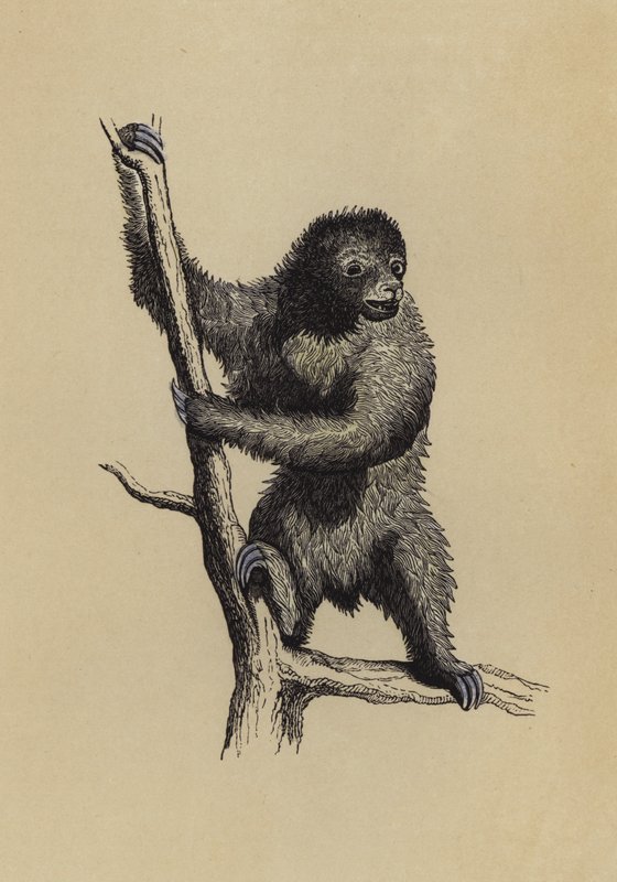 Sloth (färg litho) av English School