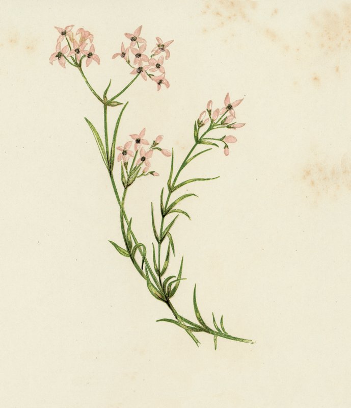 Liten skogsruff, Asperula Cynanchica (färg litho) av English School
