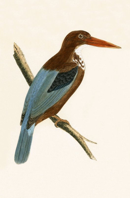 Smyrna Kingfisher, illustration från "A History of the Birds of Europe Not Observed in the British Isles" av Charles Robert Bree (1811-86), publicerad 1867. av English School