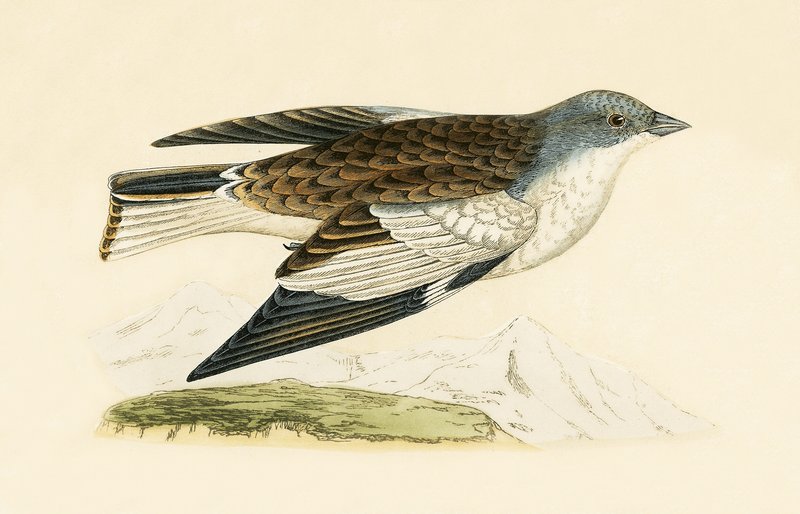 Snow Finch, illustration från "A History of the Birds of Europe Not Observed in the British Isles" av Charles Robert Bree (1811-86), publicerad 1867 av English School