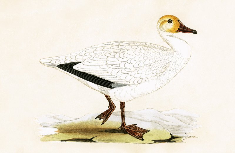 Snow Goose, illustration från "A History of the Birds of Europe Not Observed in the British Isles" av Charles Robert Bree (1811-86), publicerad 1867 av English School
