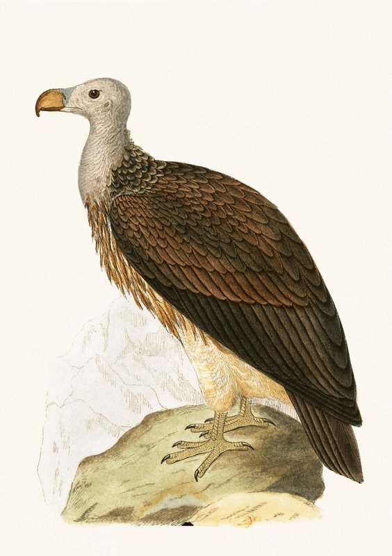 Sociable Vulture, illustration från "A History of the Birds of Europe Not Observed in the British Isles" av Charles Robert Bree (1811-86), publicerad 1867 av English School