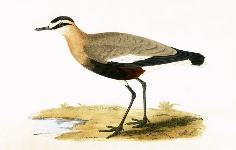 Social Plover, illustration från "A History of the Birds of Europe Not Observed in the British Isles" av Charles Robert Bree (1811-86), publicerad 1867. av English School