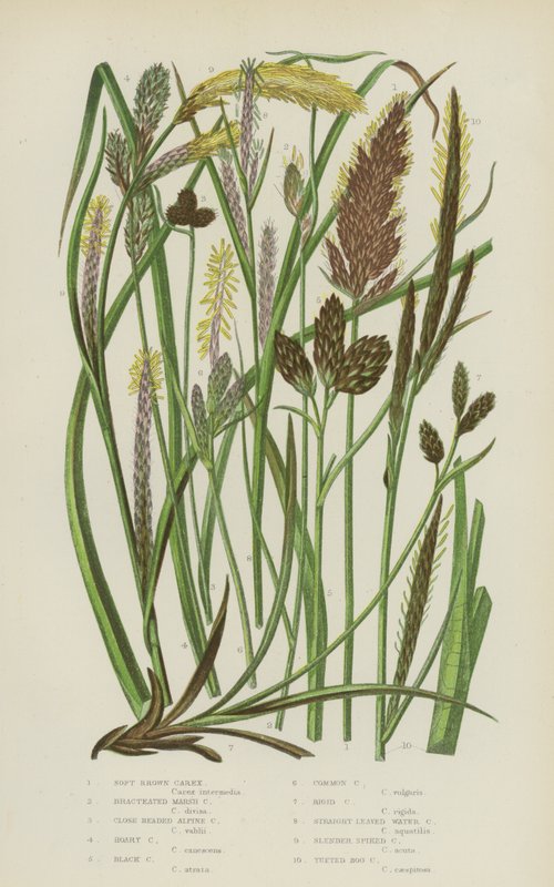 Soft Brown Carex, Bracteated Marsh Carex, Close Headed Alpine Carex, Hoary Carex, Black Carex ... (färg litho) av English School