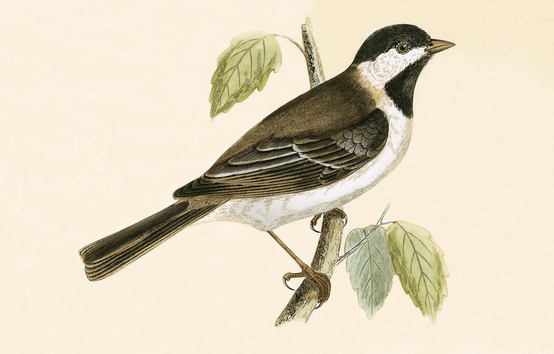 Sombre Tit, illustration från "A History of the Birds of Europe Not Observed in the British Isles" av Charles Robert Bree (1811-86), publicerad 1867 av English School