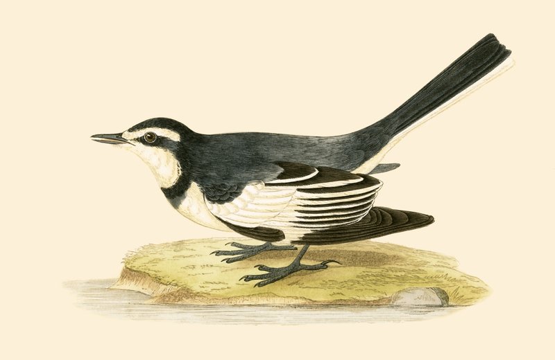 Sombre wagtail, illustration från "A History of the Birds of Europe Not Observed in the British Isles" av Charles Robert Bree (1811-86), publicerad 1867 av English School