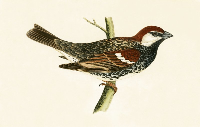 Spanish Sparrow, illustration från "A History of the Birds of Europe Not Observed in the British Isles" av Charles Robert Bree (1811-86), publicerad 1867 av English School