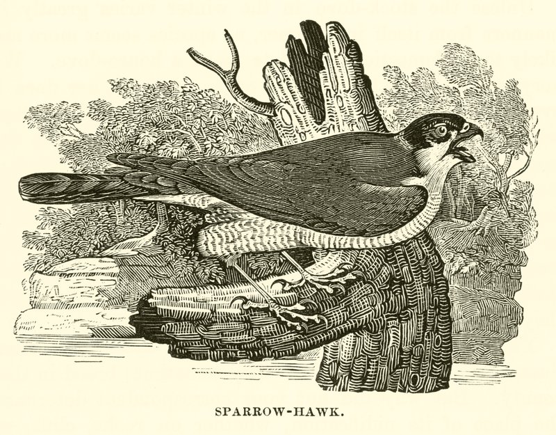 Sparrow-Hawk (gravyr) av English School
