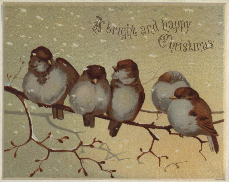 Sparvar sitter på en gren i snön (chromolitho) av English School