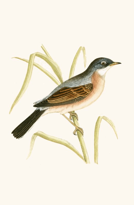 Glasögon sångare, illustration från "A History of the Birds of Europe Not Observed in the British Isles" av Charles Robert Bree (1811-86), publicerad 1867 av English School