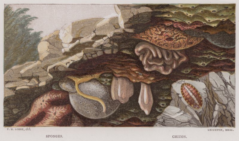 Svampar, Chiton (färglitografi) av English School