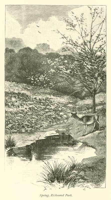 Spring, Richmond Park av English School