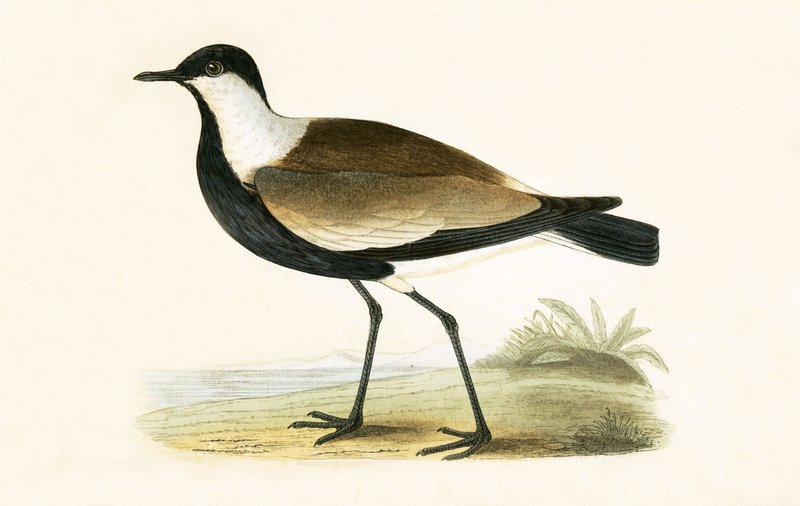 Spur Winged Plover, illustration från "A History of the Birds of Europe Not Observed in the British Isles" av Charles Robert Bree (1811-86), publicerad 1867 av English School