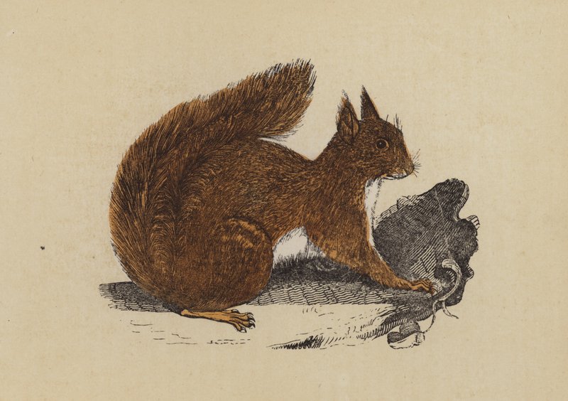 Ekorre (färg litho) av English School