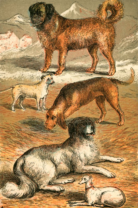 St Bernard, Bulldog, Bloodhound, Newfoundland och Italiensk vinthund av English School