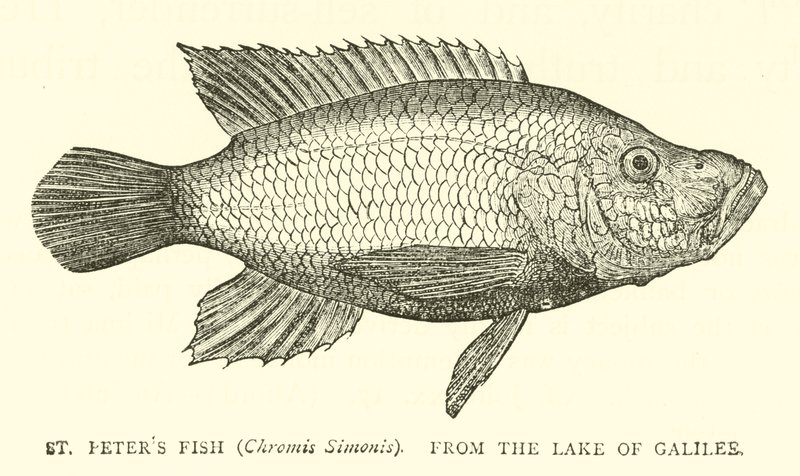 St Peters Fish (Chromis Simonis), från Galileiska sjön av English School