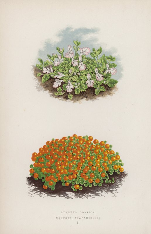 Stacyhysa corsica; Nerthurae scapaniloides (färg litho) av English School