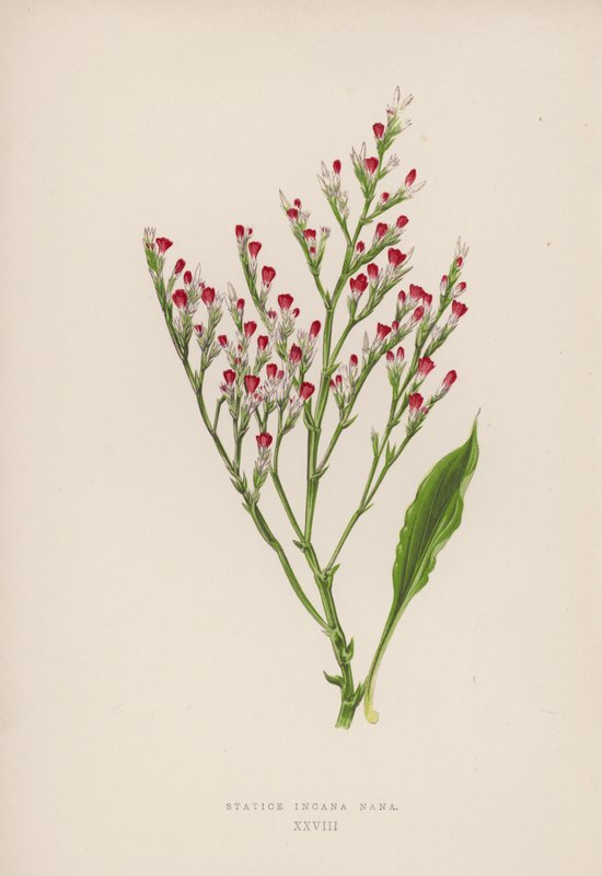 Statice Incana Nana (färg litho) av English School
