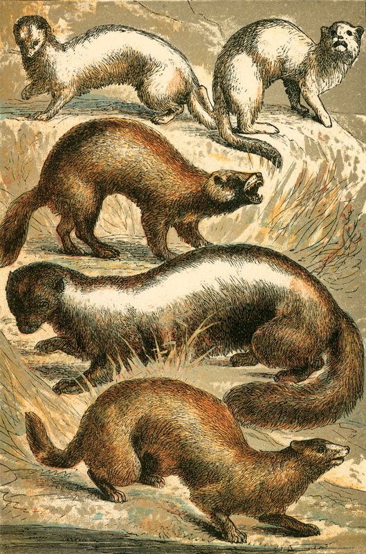 Stoat, Hermelin, Polecat, Skunk och Mink eller Minx av English School