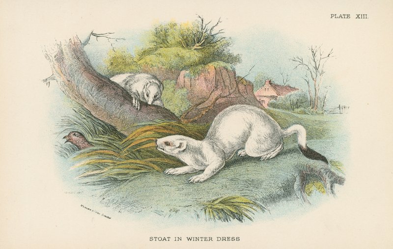 Stoat in Winter Dressswed av English School
