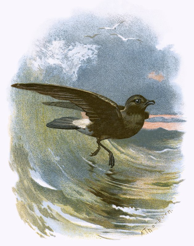 Stormpetrel av English School