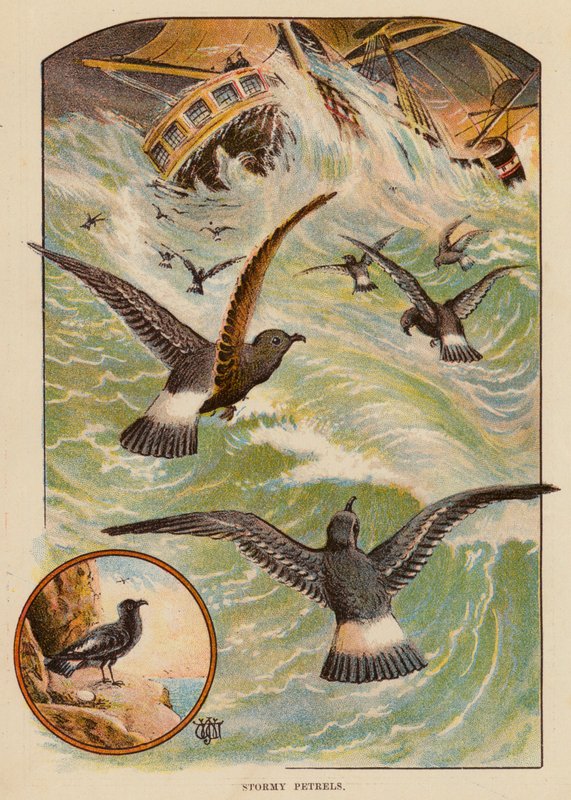 Stormy Petrels (färg litho) av English School