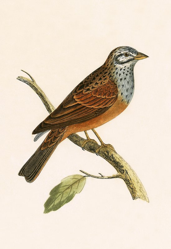 Striolated Bunting, illustration från "A History of the Birds of Europe Not Observed in the British Isles" av Charles Robert Bree (1811-86), publicerad 1867 av English School