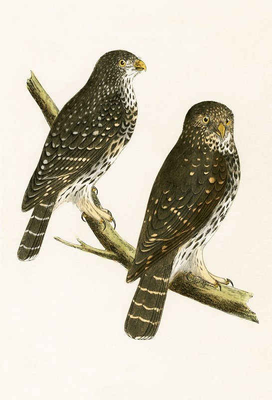 Strix Pusilla, illustration fra 