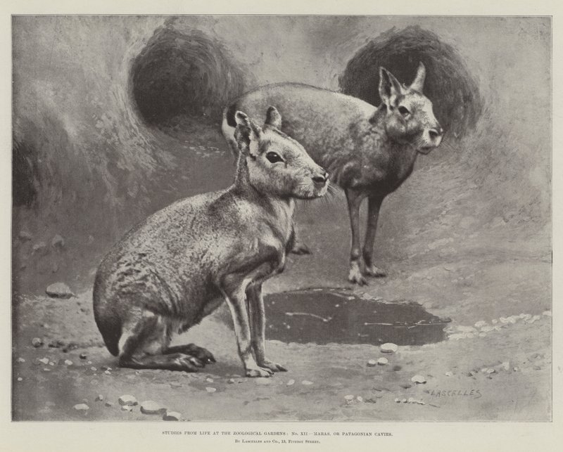 Studier från Life at the Zoological Gardens, Maras eller Patagonian Cavies (litho) av English School