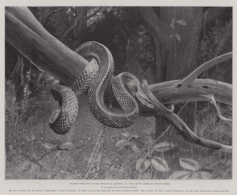 Studier från Life at the Zoological Gardens, South American Corais Snake (litho) av English School