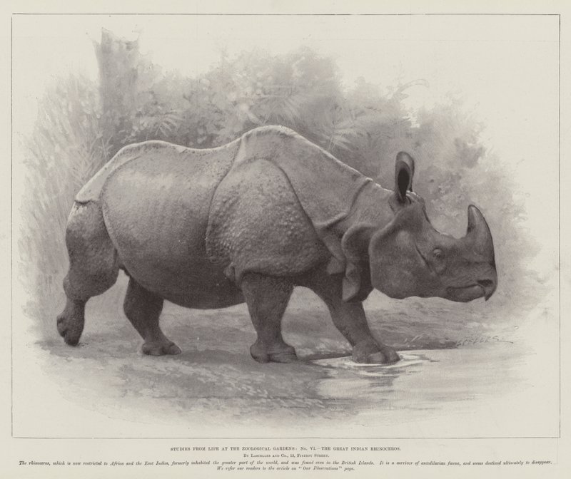 Studier från Life at the Zoological Gardens, the Great Indian Rhinoceros (litho) av English School