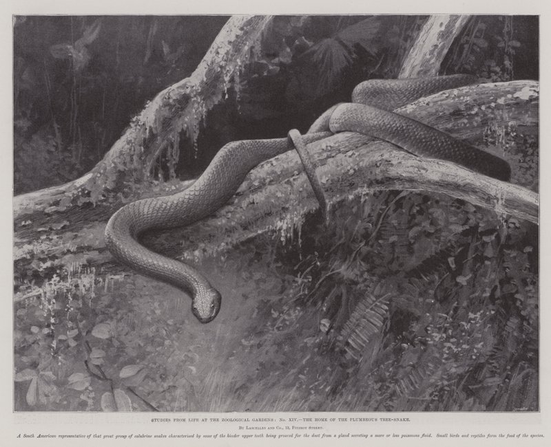 Studier från Life at the Zoological Gardens, the Home of the Plumbeous Tree-Snake (litho) av English School
