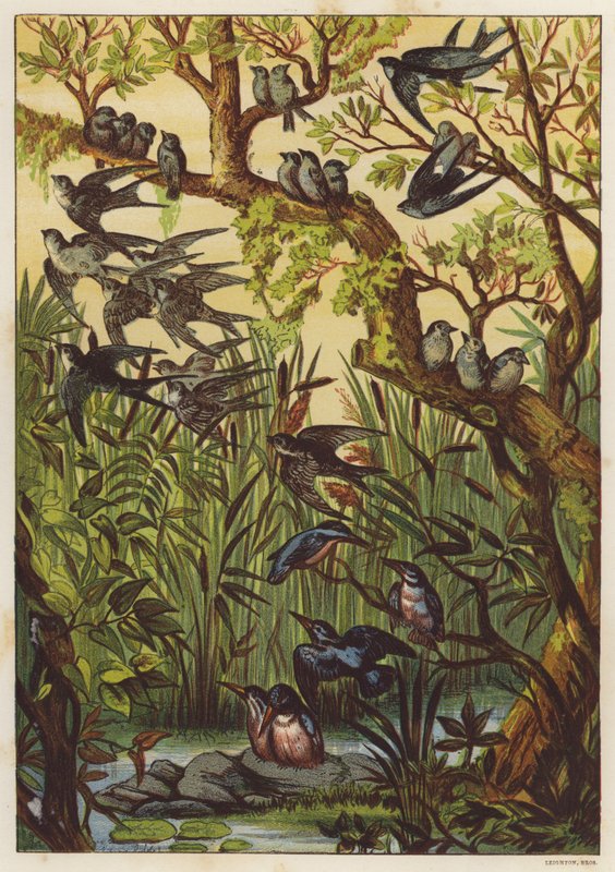 Sommarkväll med fåglar (färg litho) av English School