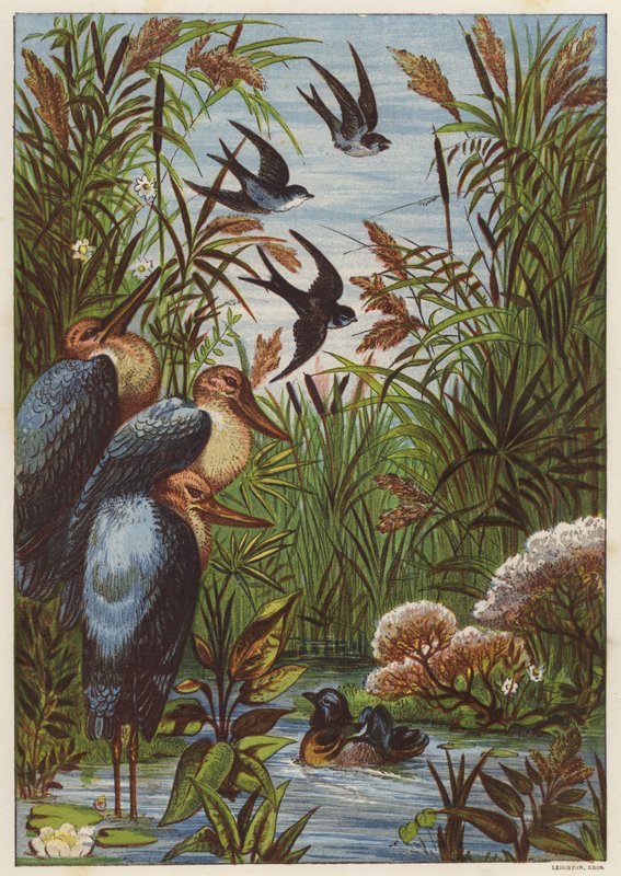 Sommarmorgon med fåglar (färg litho) av English School