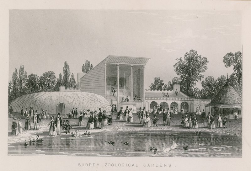Surrey Zoological Gardens av English School